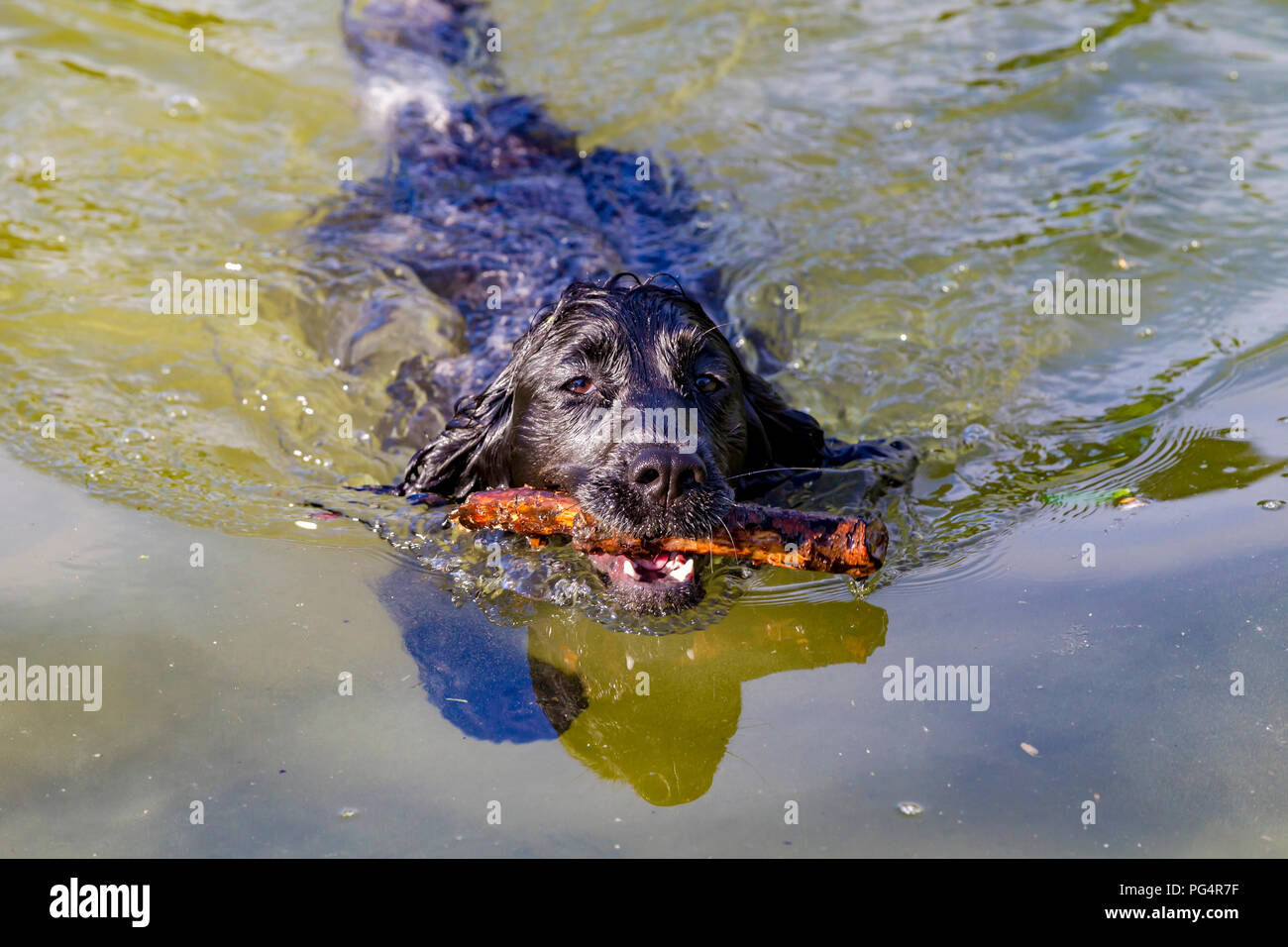 Cocker Spaniel playing fetch in the boating lake in Abington Park, Northampton, UK. Stock Photo