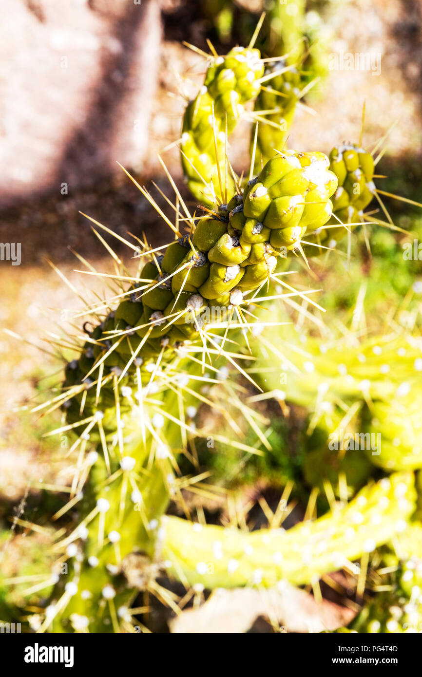 Austrocylindropuntia subulata cactus, Eve's pin, Eve's pin cacti, Eve's pin cactus, cacti, plant, botany, spiny cacti, Austrocylindropuntia subulata Stock Photo