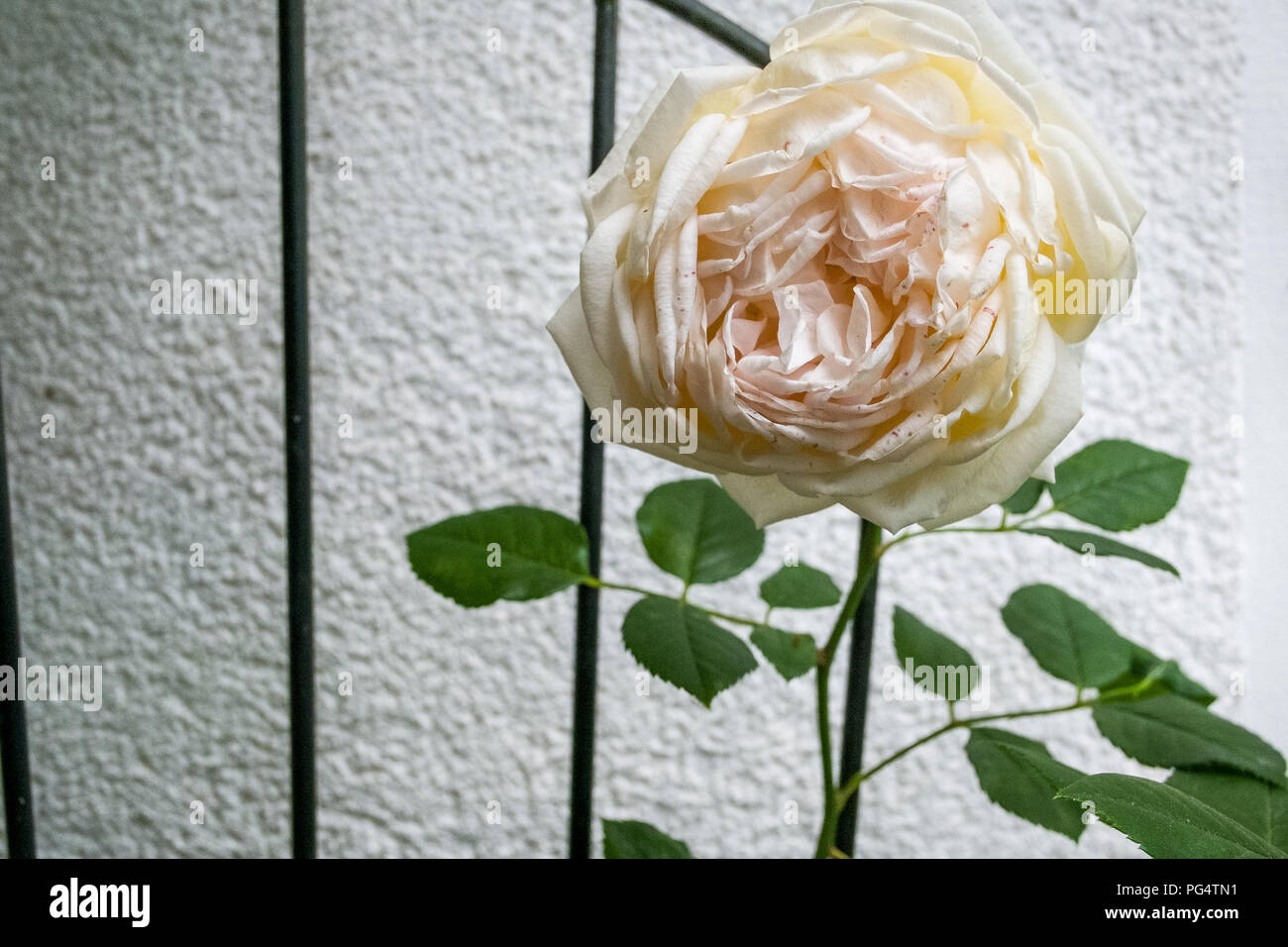 Closeup with an English climbing white rose. Stock Photo