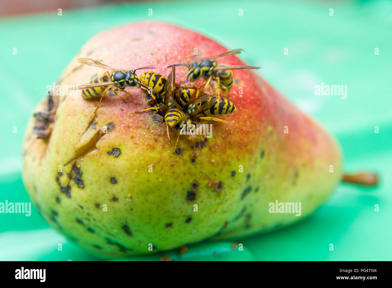 European wasps eating ripe pear fruit Stock Photo Alamy