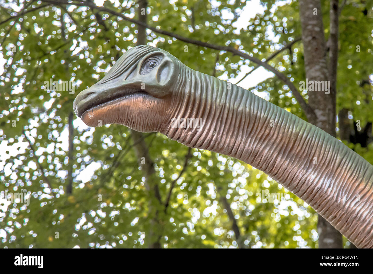 Brontosaurus head of model in natural bush Stock Photo