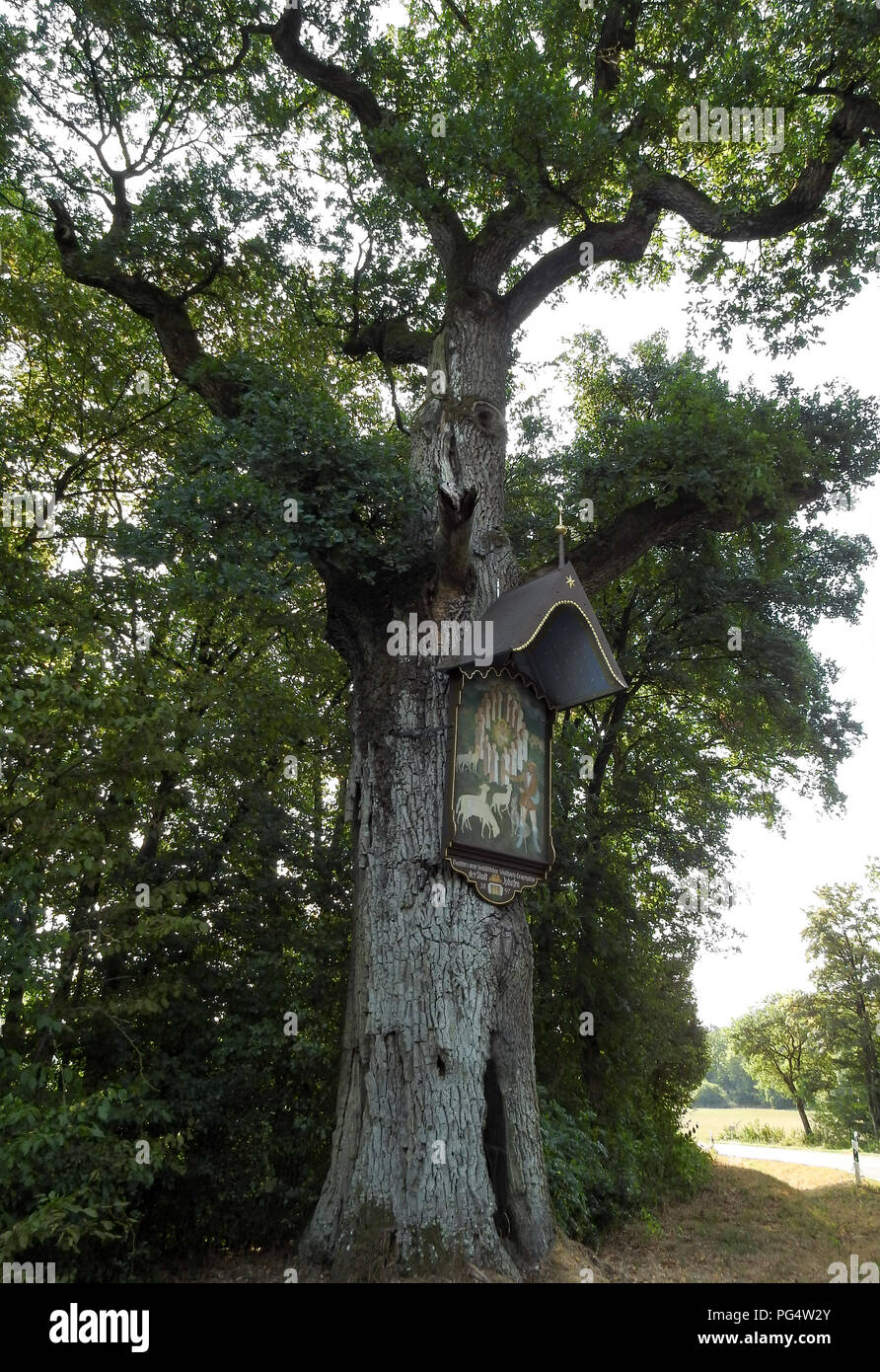 The picture oak of Iphofen is a natural landmark Stock Photo
