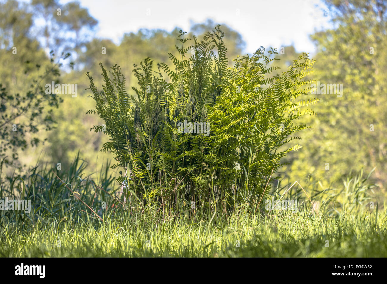 Royal fern (Osmunda regalis) on natural growing site environment Stock Photo