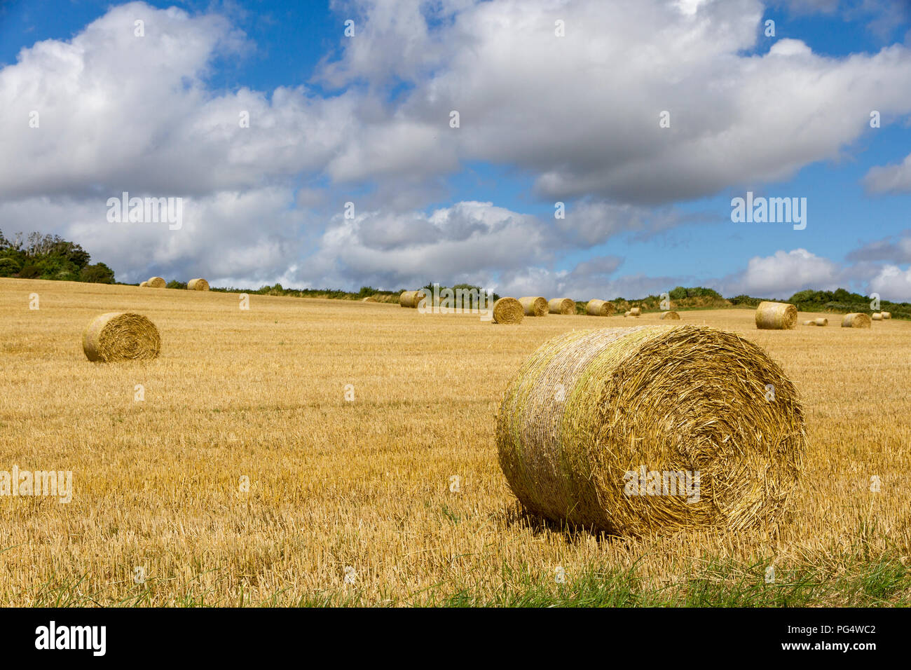 Bales of hay in a field in England. Stock Photo