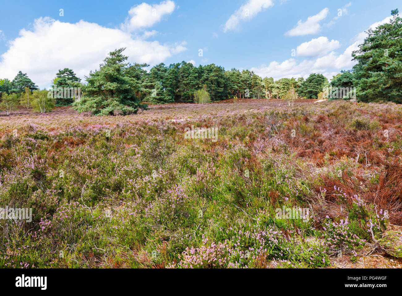 View of heather filled heathland at Frensham Little Pond near Farnham, a popular walking and recreation area beauty spot, in summer Stock Photo