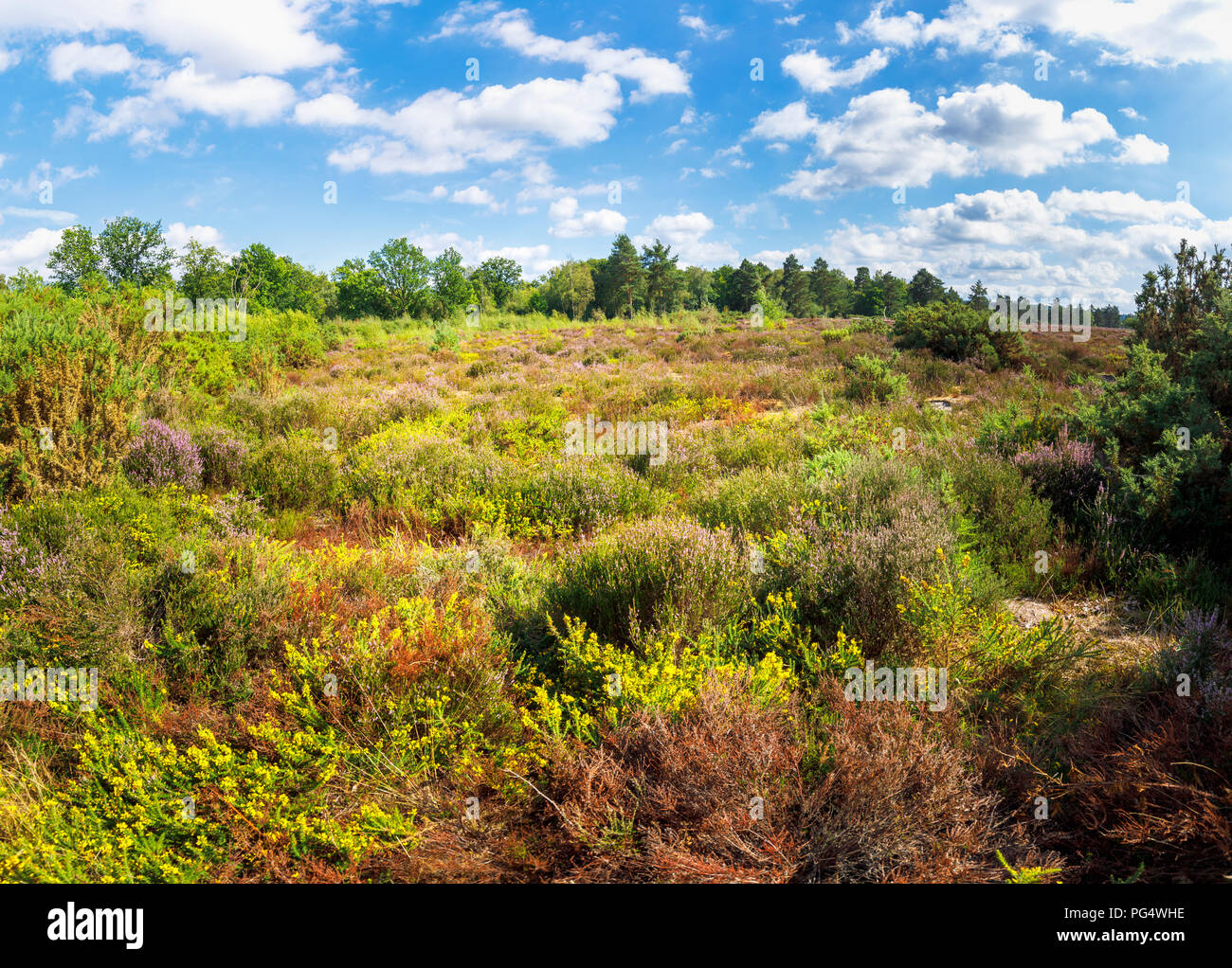 Frensham little pond hires stock photography and images Alamy