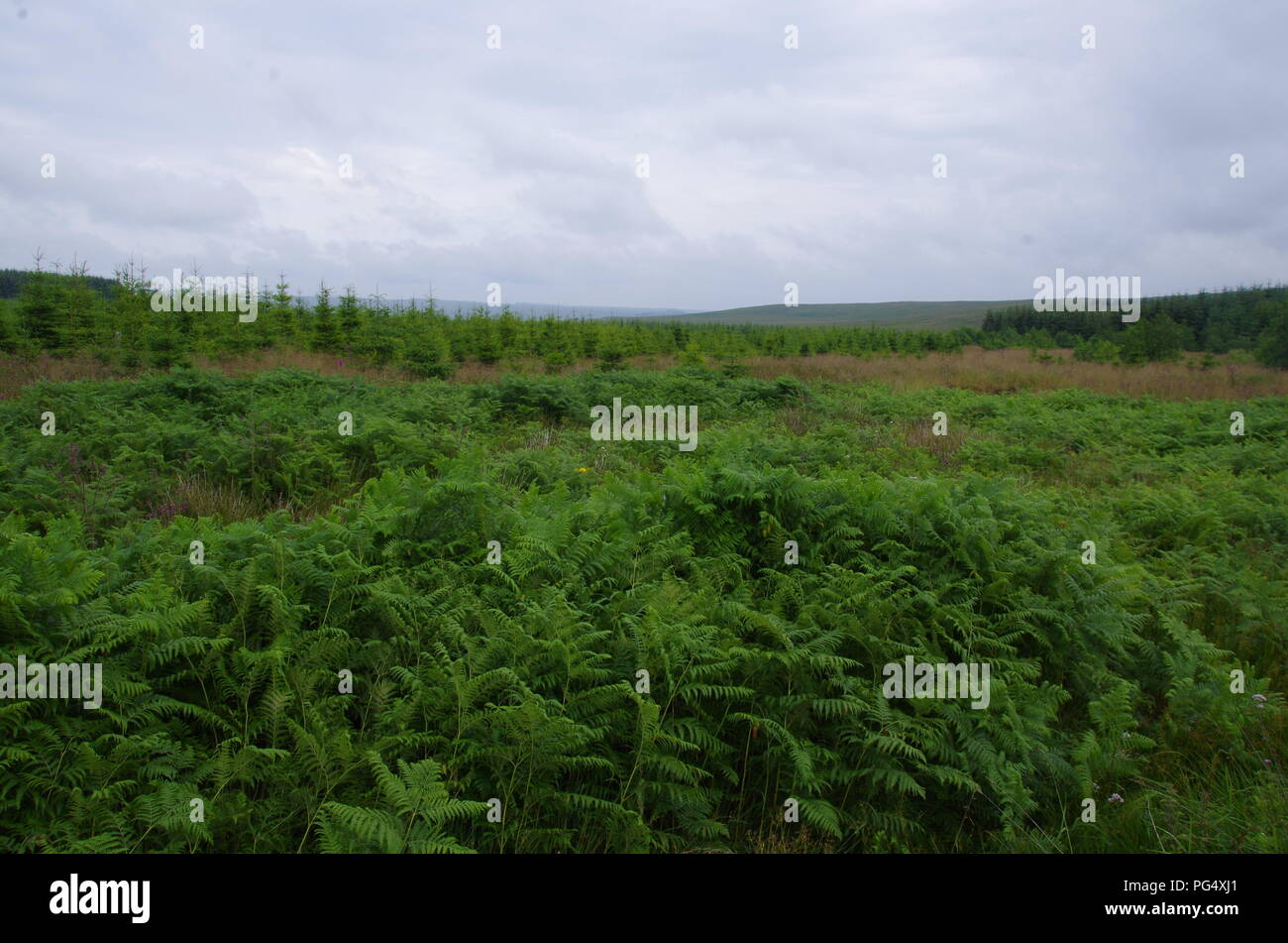 Kielder Forest. John o' groats (Duncansby head) to lands end. End to