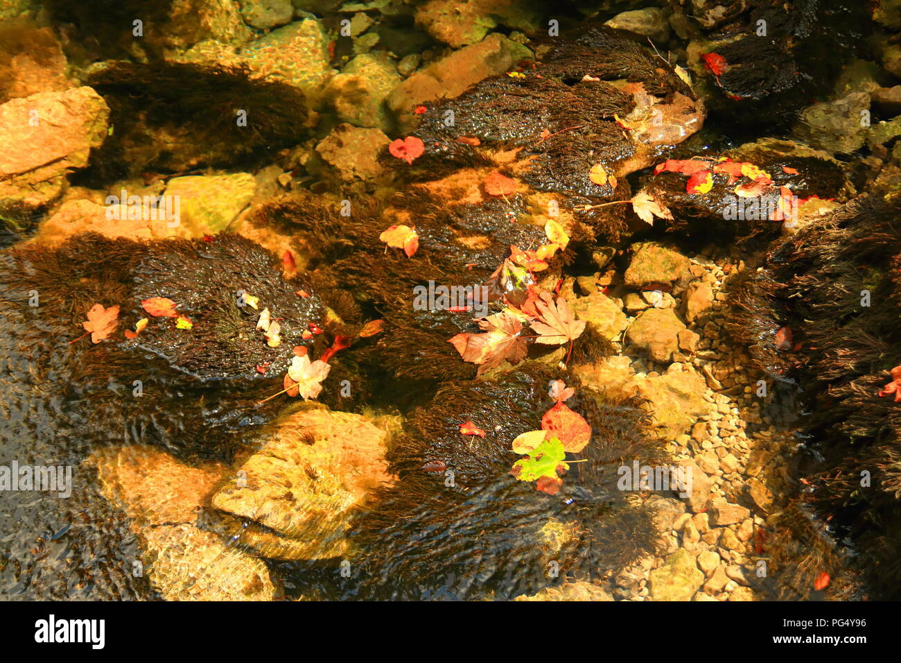 Fall leaves in river Stock Photo