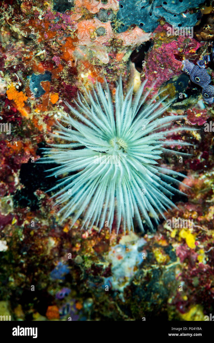 common feather duster worm Stock Photo Alamy