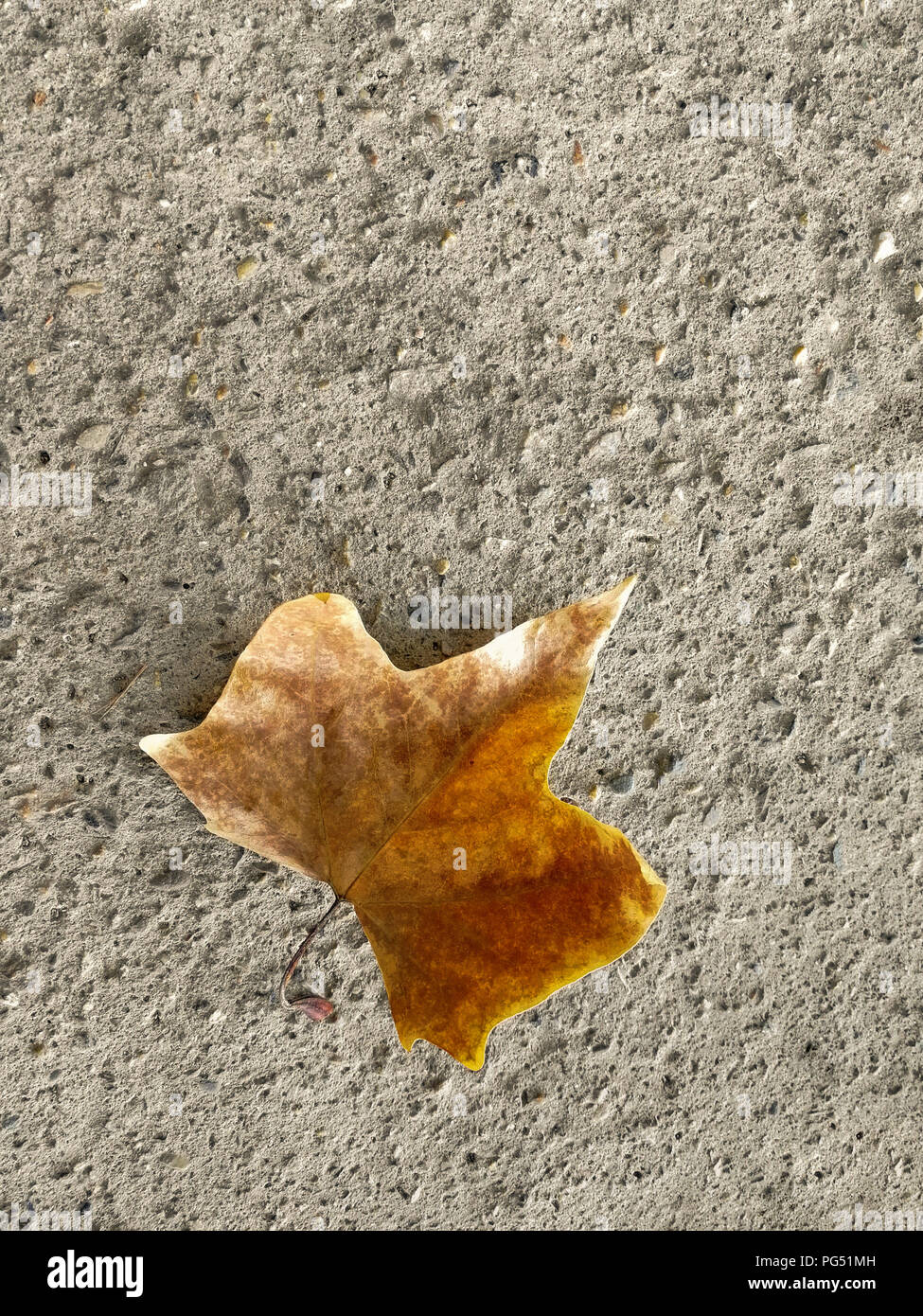 Maple leaf on a concrete background on the road. A maple leaf on the sidewalk. Stock Photo