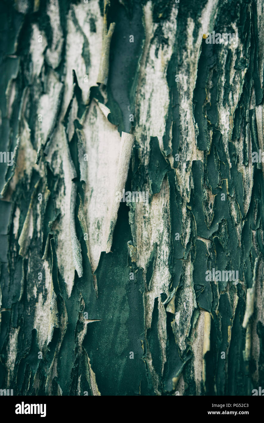 Detail of cracked and peeling green paint on an old wooden fence Stock Photo