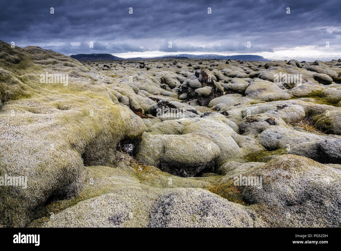 Iceland moss field at cloudy day Stock Photo