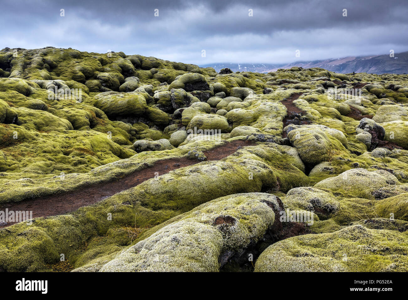 A path trough the moss field at cloudy day in Iceland Stock Photo