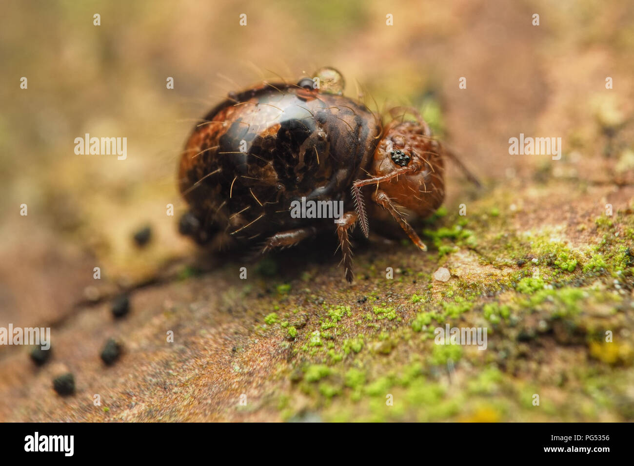Globular Springtail (Allacma fusca) at rest on fallen branch with what looks like its droppings behind. Tipperary, Ireland Stock Photo