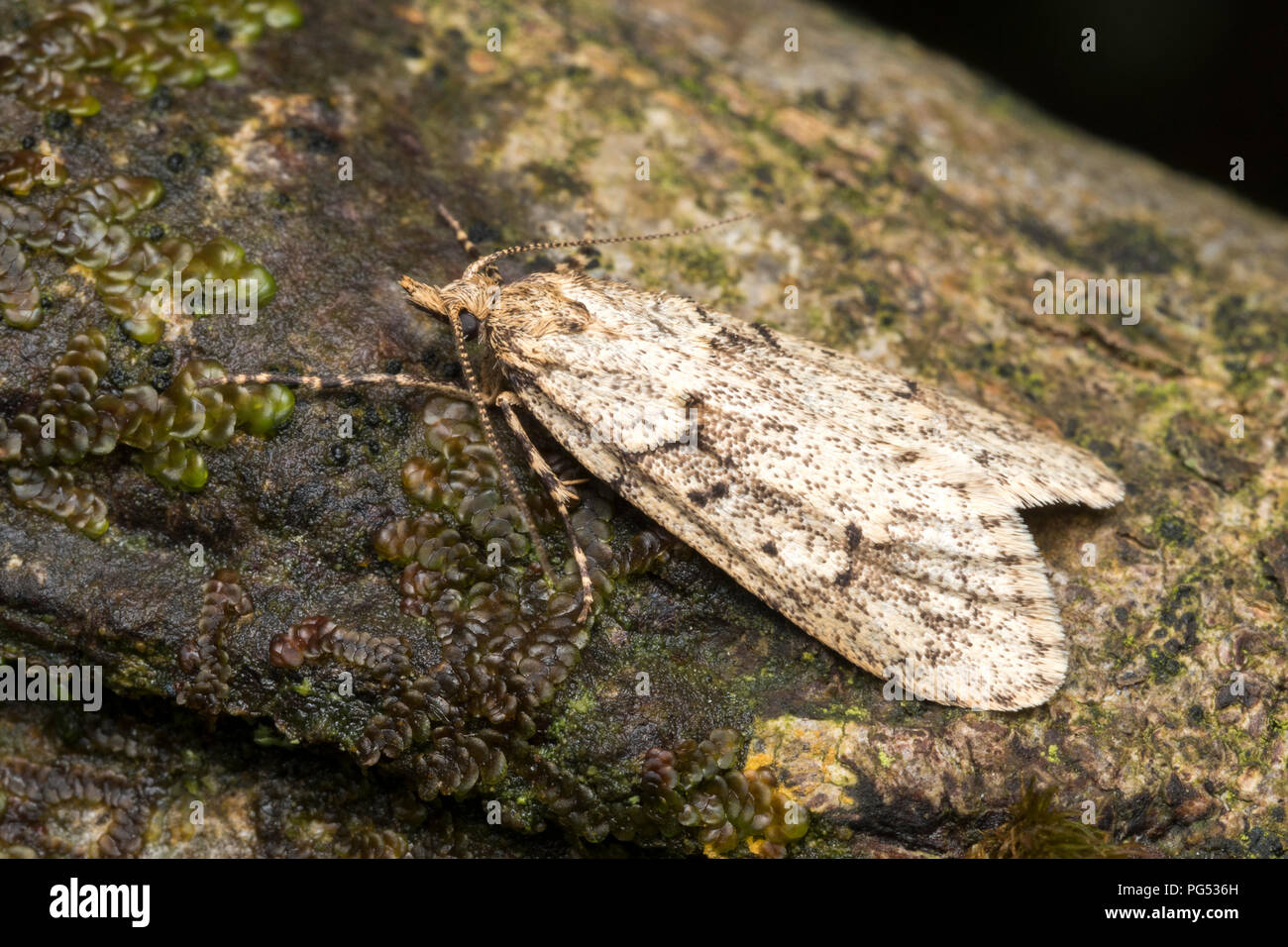 March Tubic moth male (Diurnea fagella) resting on branch of tree. Tipperary, Ireland Stock Photo