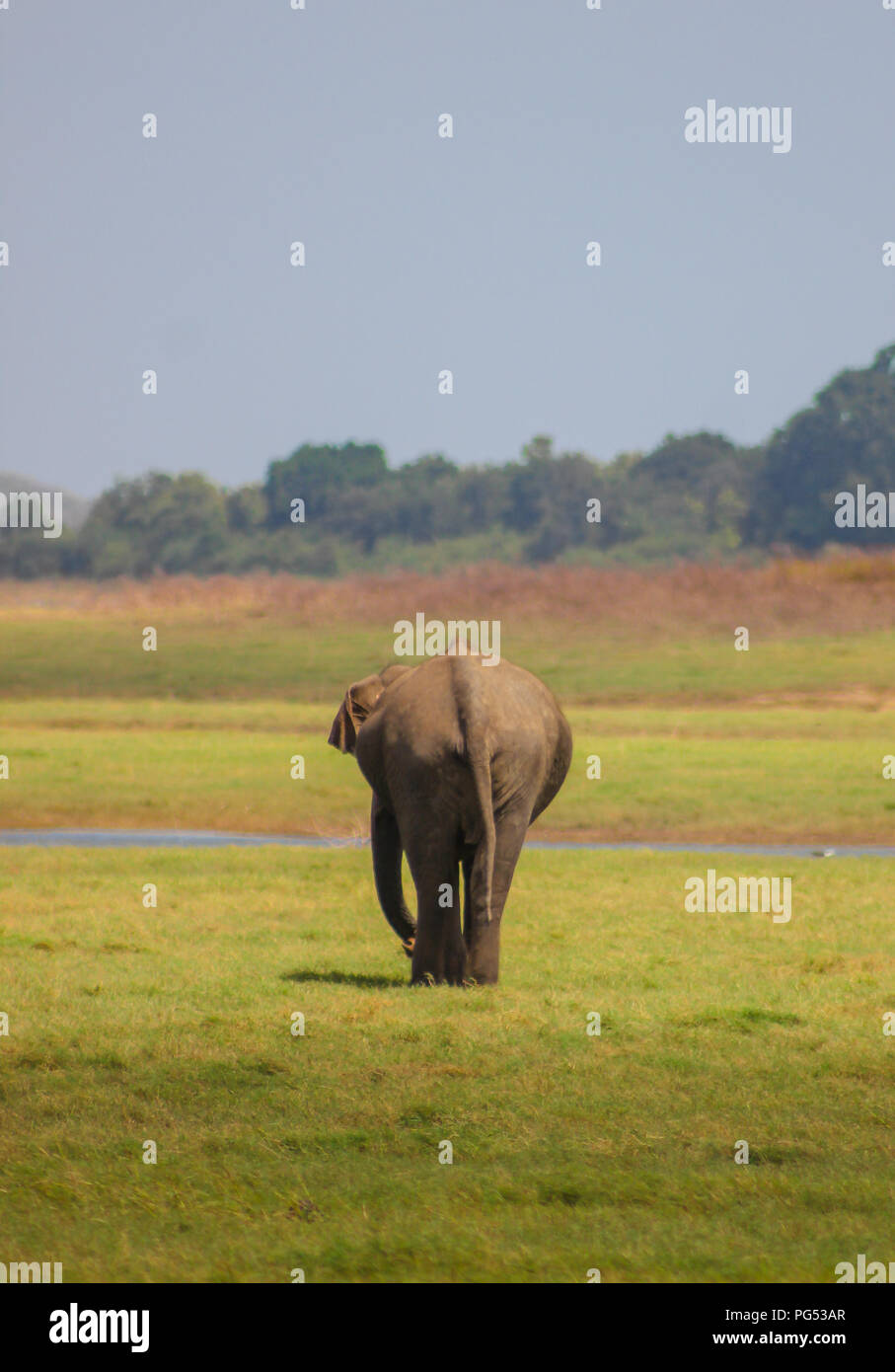indian elephants - sri lanka - kaudulla national park Stock Photo