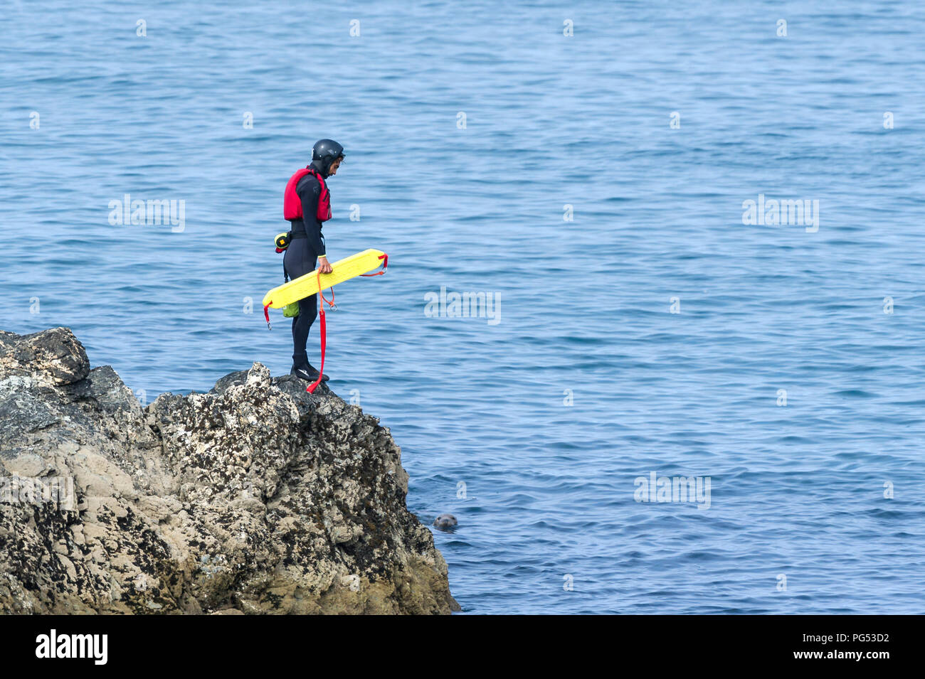 A coasteering instructor standing on a rock and watching a Grey Seal on The Headland in Newquay, Cornwall. Stock Photo