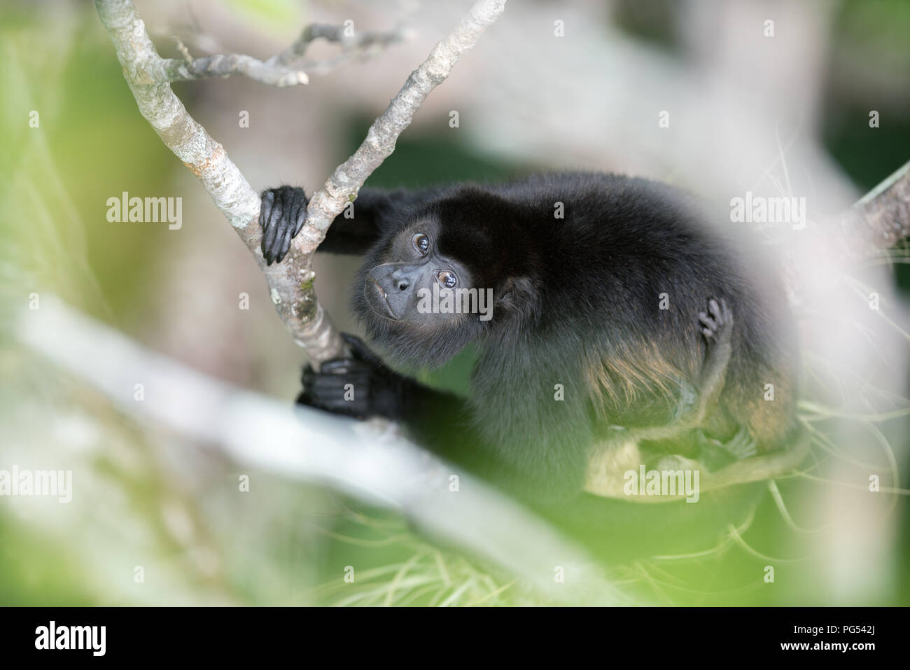 Howler Monkey and child in foliage Stock Photo