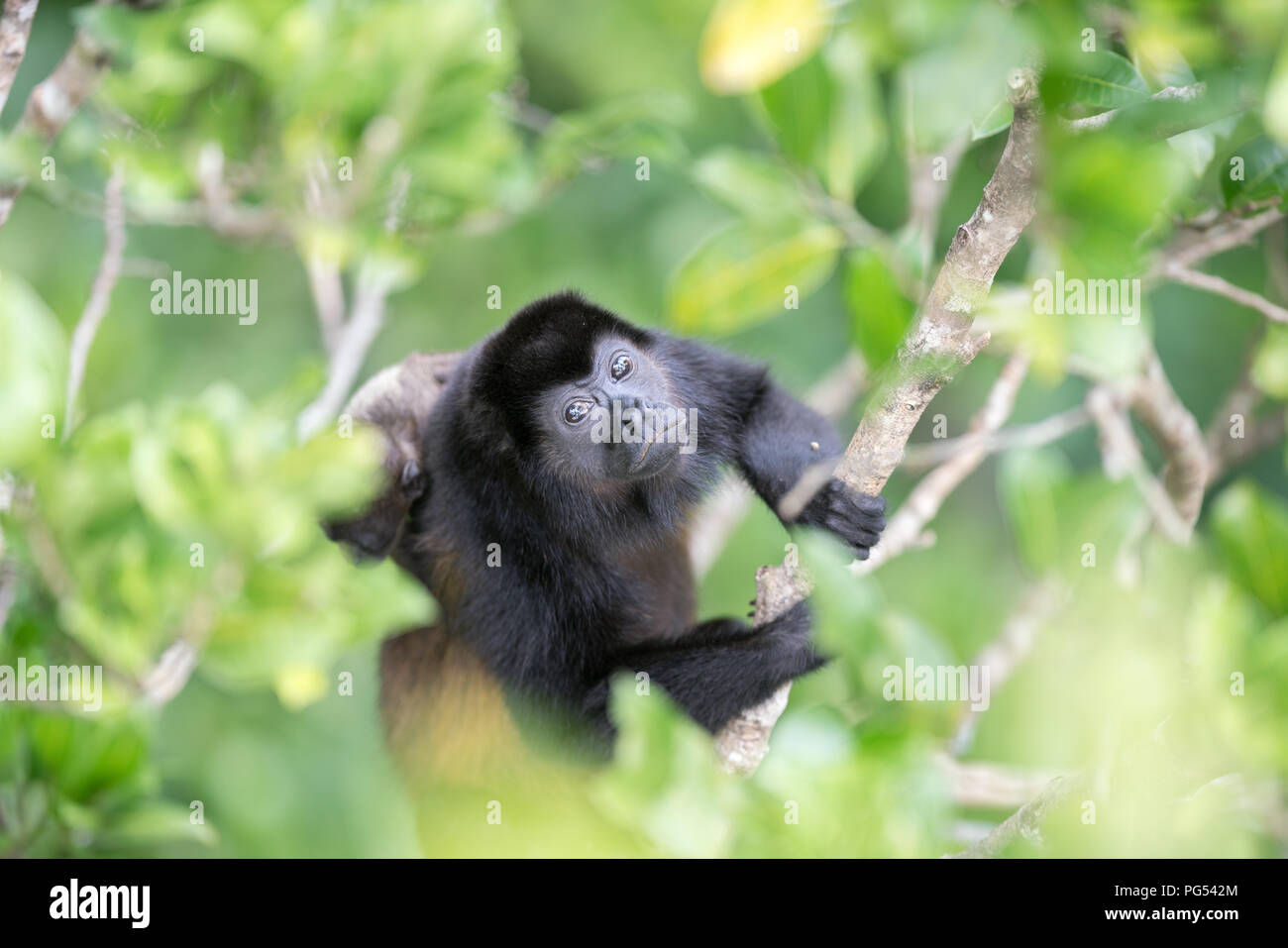 Howler Monkey and child in foliage Stock Photo