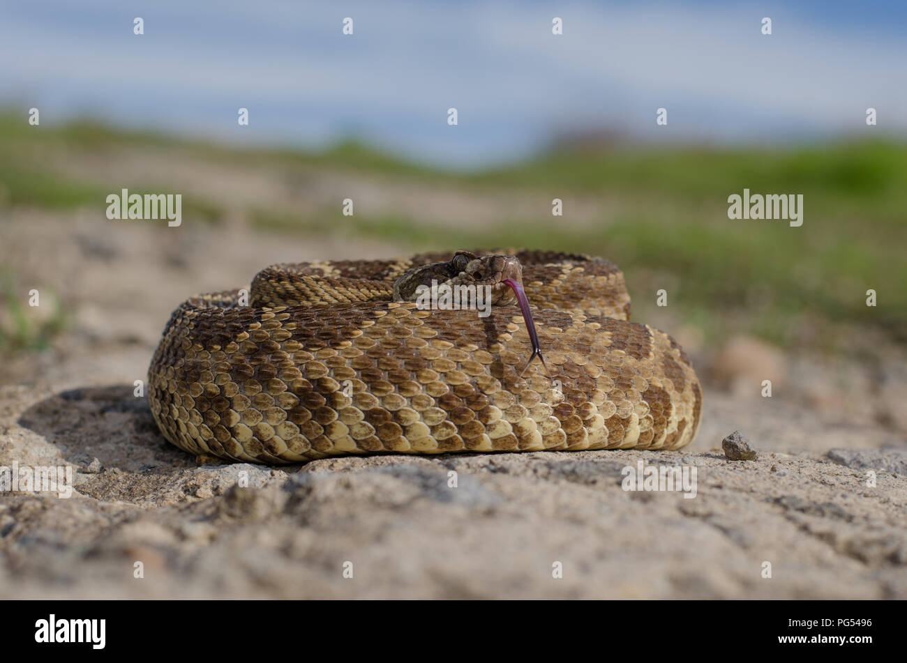 Rattlesnake flicking its tongue in defensive position. Stock Photo
