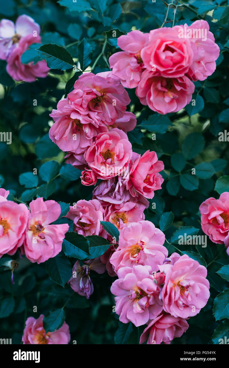 close up view of pink rose flowers on bush Stock Photo - Alamy