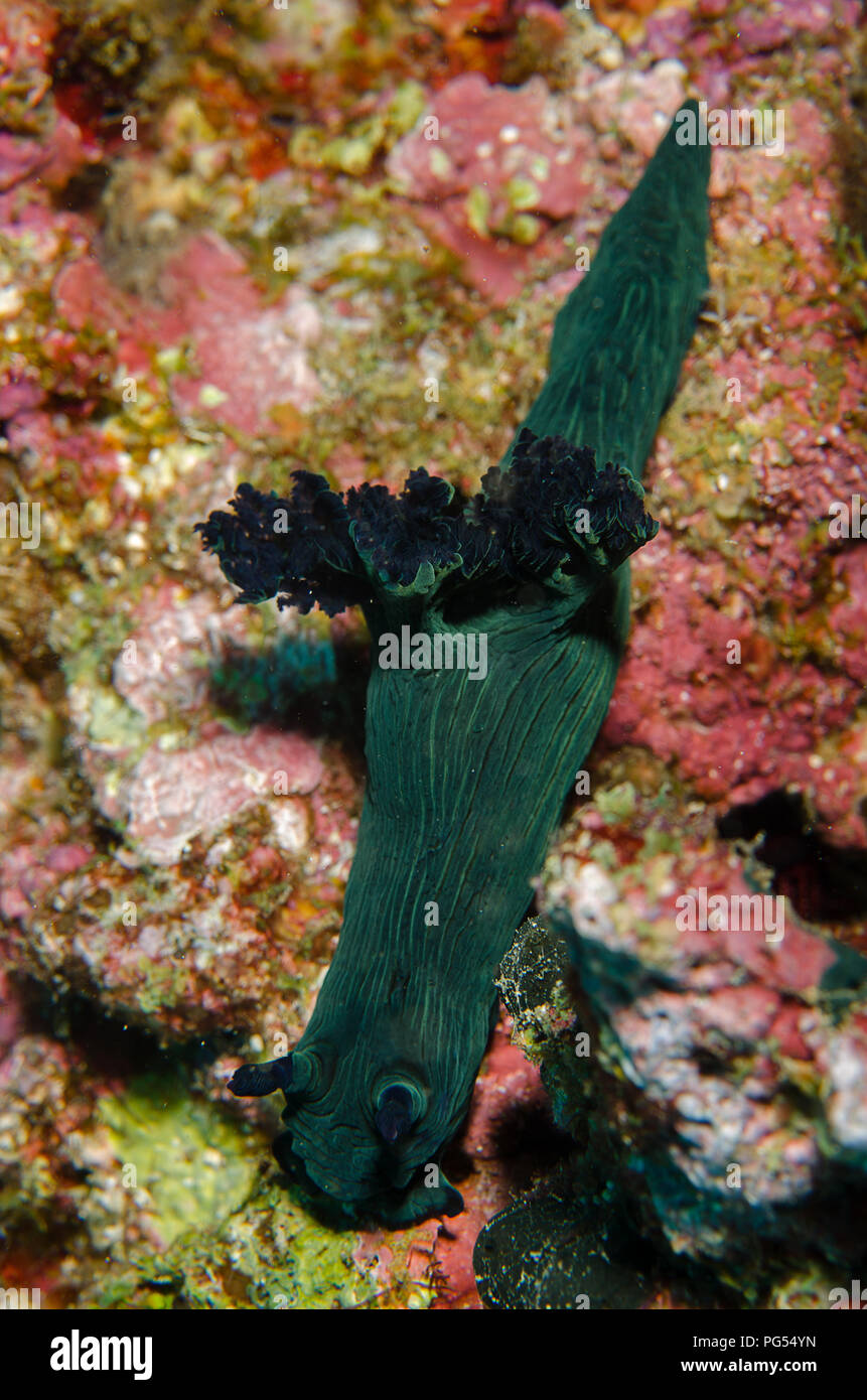 Sea Slug, Nembrotha milleri, Polyceridae, Anilao, Batangas, Philippines, Philippine Sea, Pacific Ocean, Asia Stock Photo