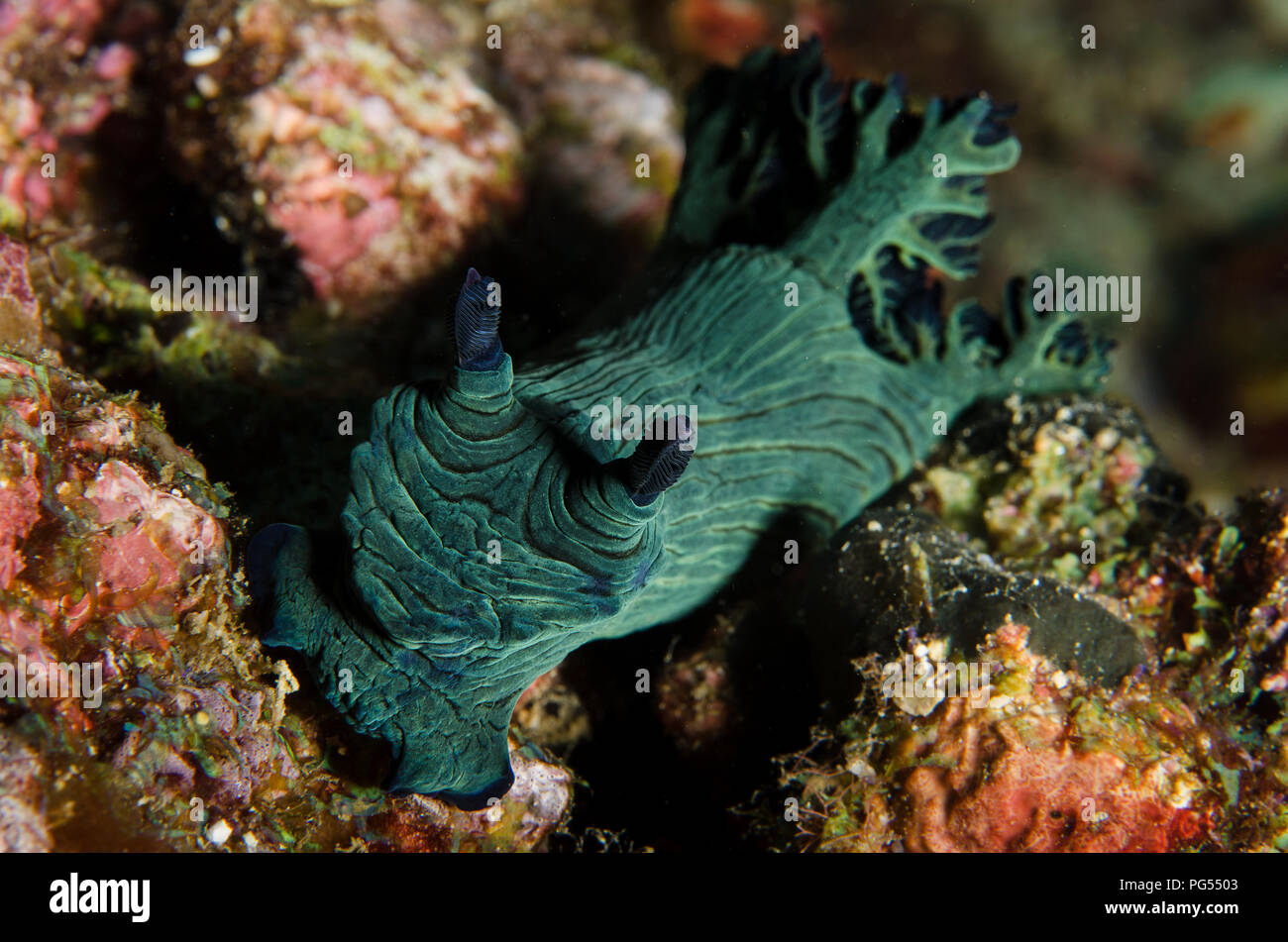 Sea Slug, Nembrotha milleri, Polyceridae, Anilao, Batangas, Philippines, Philippine Sea, Pacific Ocean, Asia Stock Photo