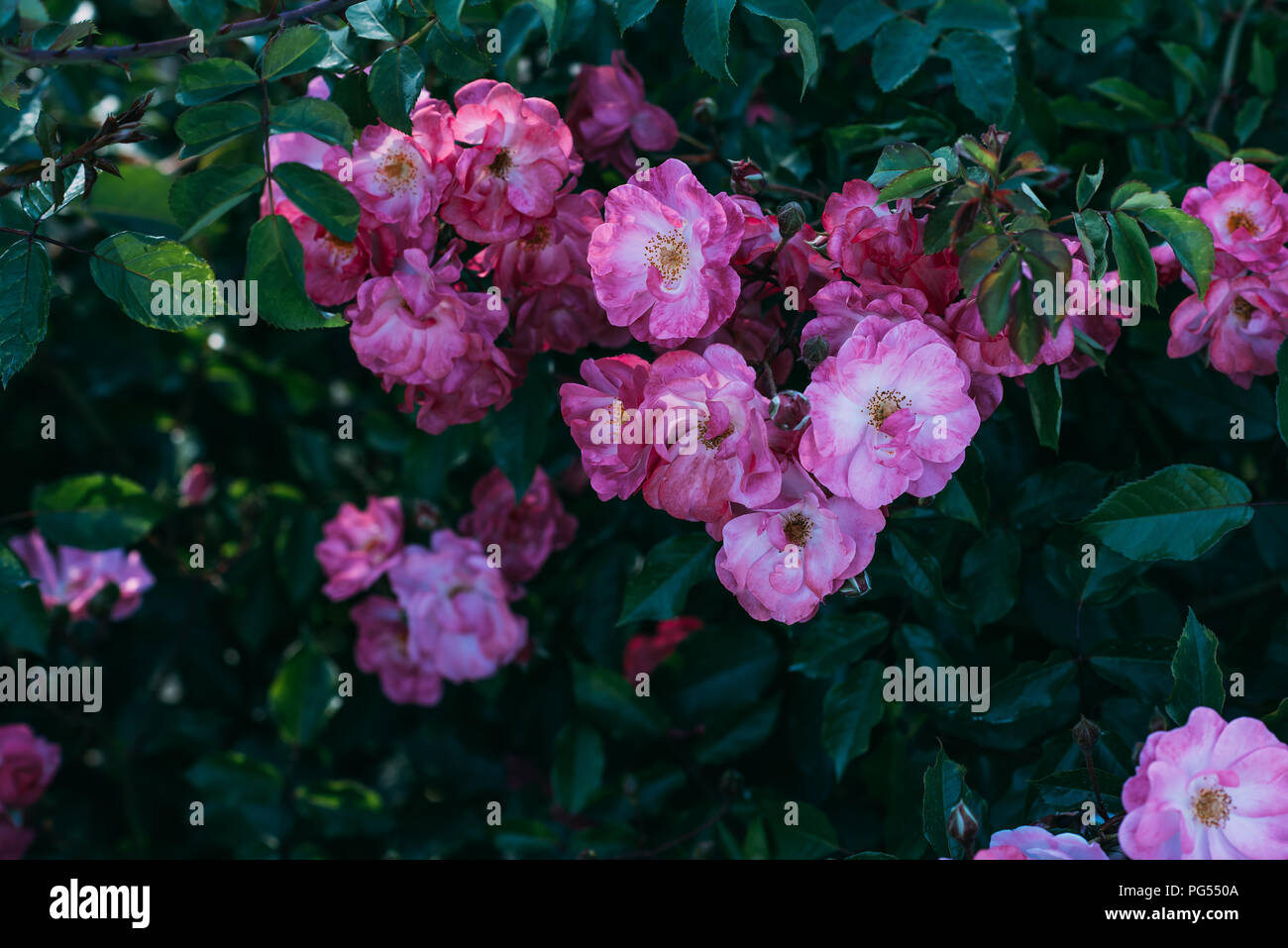 close up of pink rose flowers on bush in garden Stock Photo - Alamy