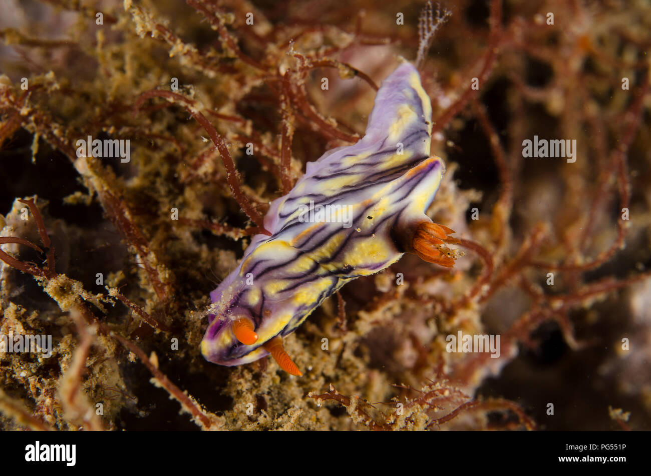 Sea Slug, Hypselodoris zephyra, Chromodoridae, Anilao, Batangas, Philippines, Philippine Sea, Pacific Ocean, Asia Stock Photo