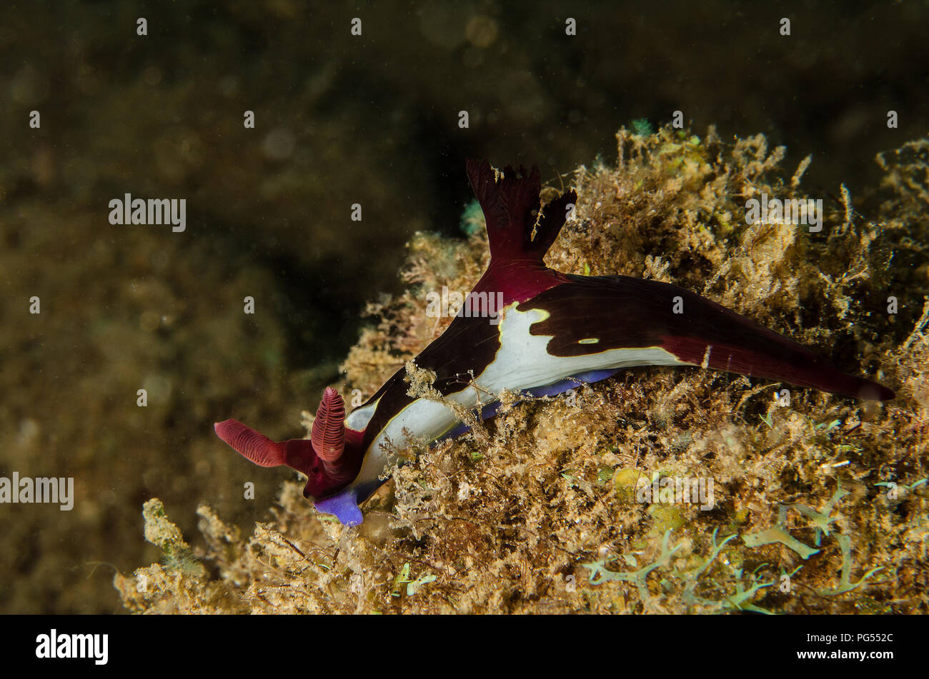 Sea Slug, Nembrotha chamberlaini, Polyceridae, Anilao, Batangas, Philippines, Philippine Sea, Pacific Ocean, Asia Stock Photo