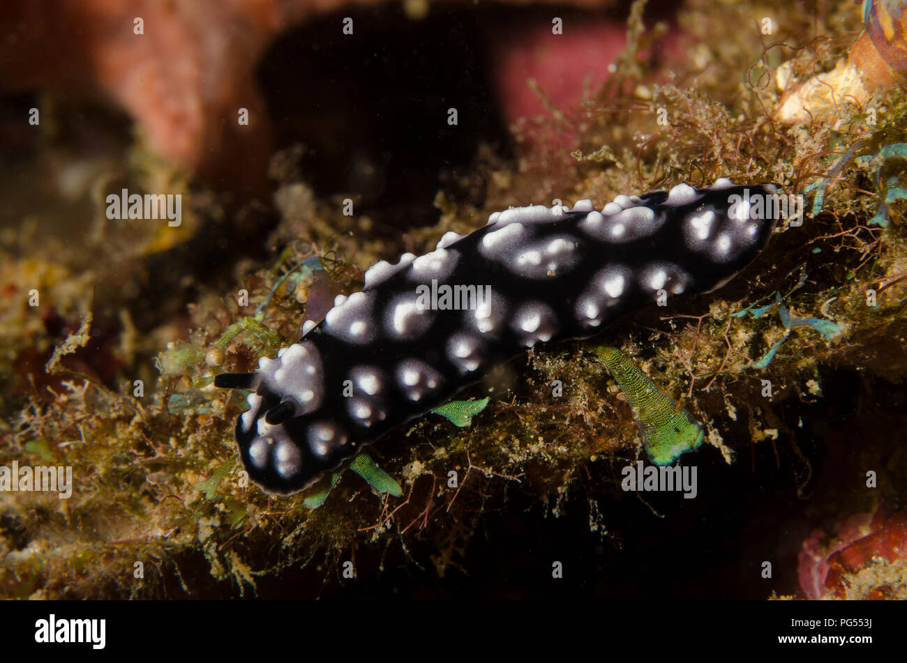 Sea Slug, Phyllidiella pustulosa, Phyllidiidae, Anilao, Batangas, Philippines, Philippine Sea, Pacific Ocean, Asia Stock Photo