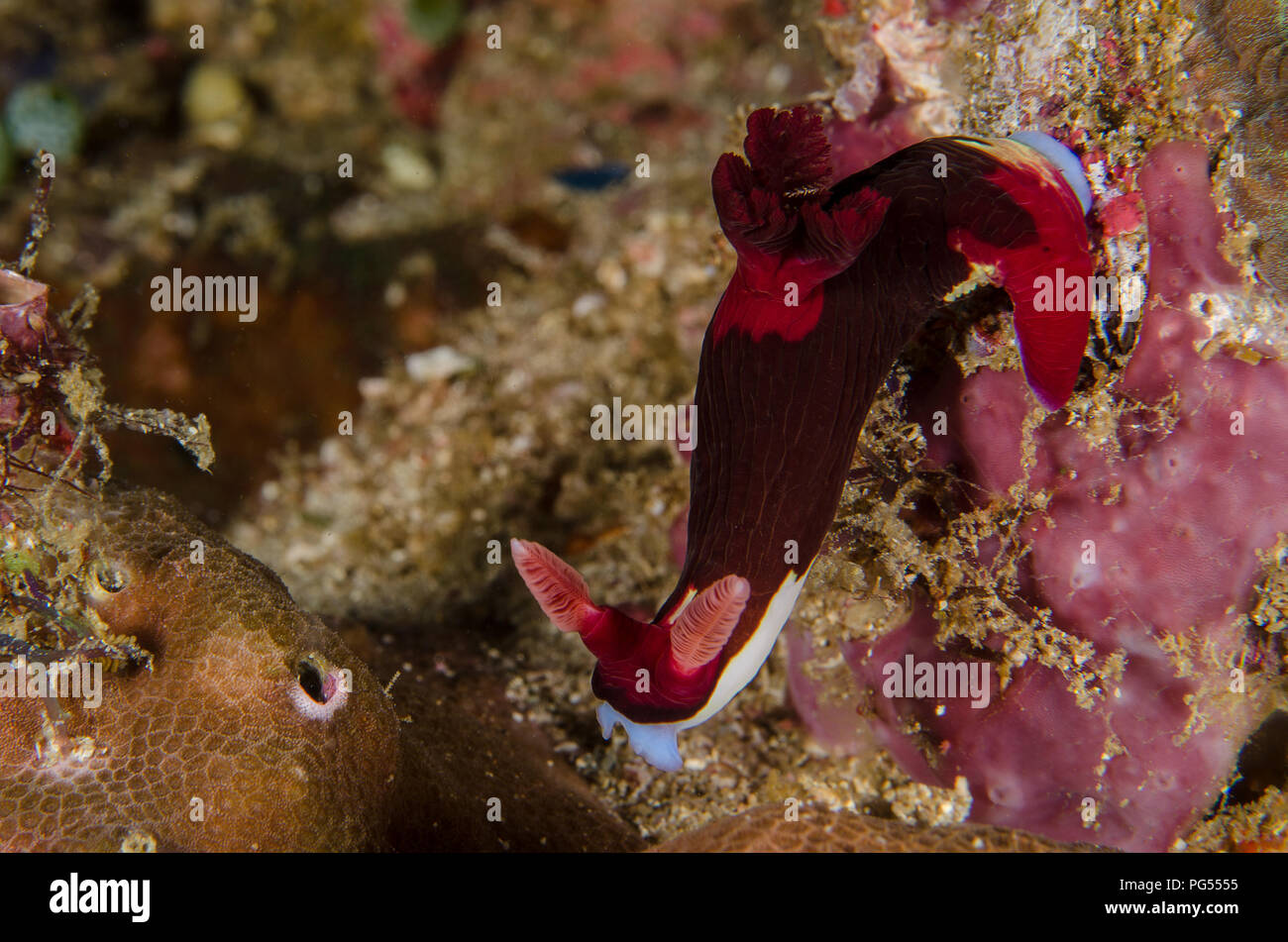 Sea Slug, Nembrotha chamberlaini, Polyceridae, Anilao, Batangas, Philippines, Philippine Sea, Pacific Ocean, Asia Stock Photo