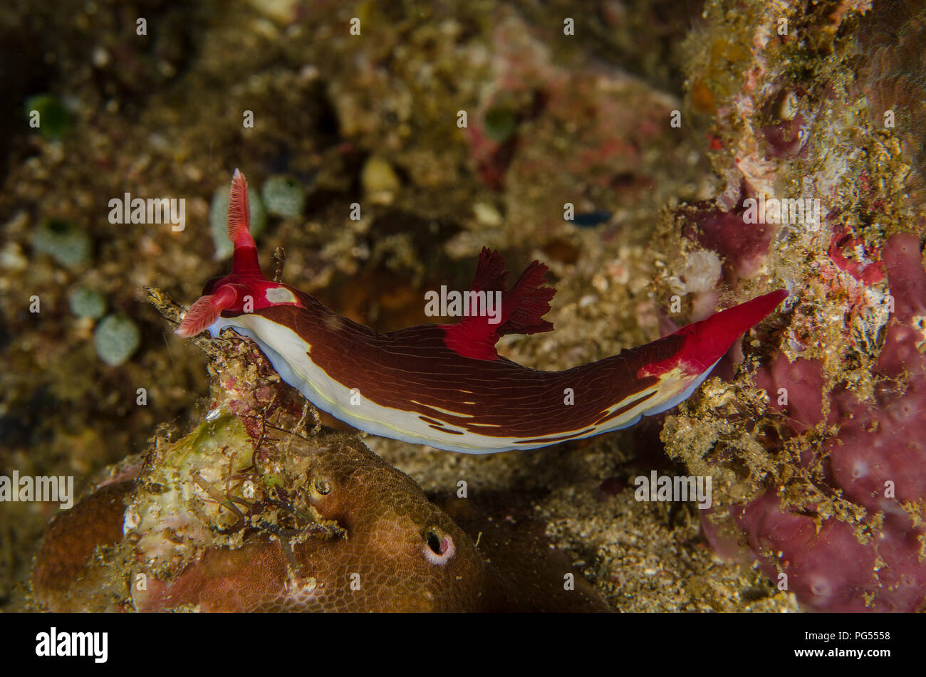 Sea Slug, Nembrotha chamberlaini, Polyceridae, Anilao, Batangas, Philippines, Philippine Sea, Pacific Ocean Stock Photo