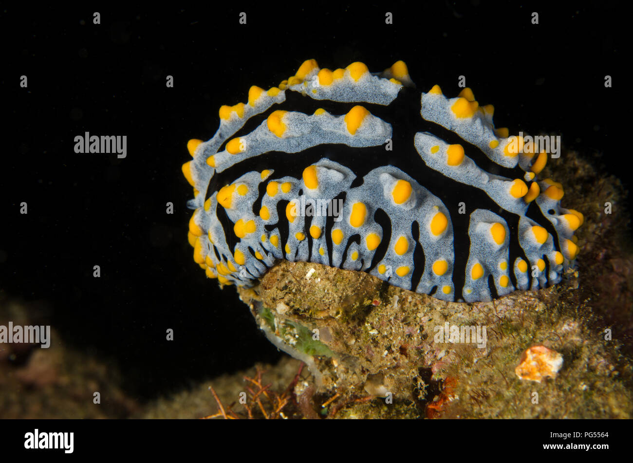 Sea Slug, Phyllidia varicosa, Phyllidiidae, Anilao, Batangas, Philippines, Philippine Sea, Pacific Ocean Stock Photo
