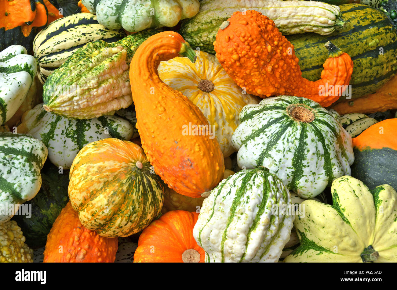 Indian mix pumpkins hi-res stock photography and images - Alamy