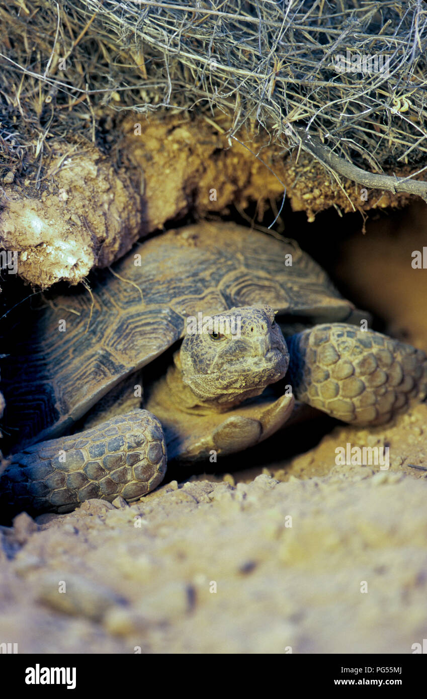 Desert tortoise (Gopherus agassizii) in burrow at Red Cliffs Desert Reserve in SW Utah Stock Photo