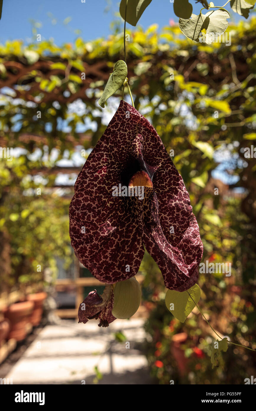 Dutchman's pipe flower Aristolochia littoralis hangs on a vine in a tropical garden. Stock Photo