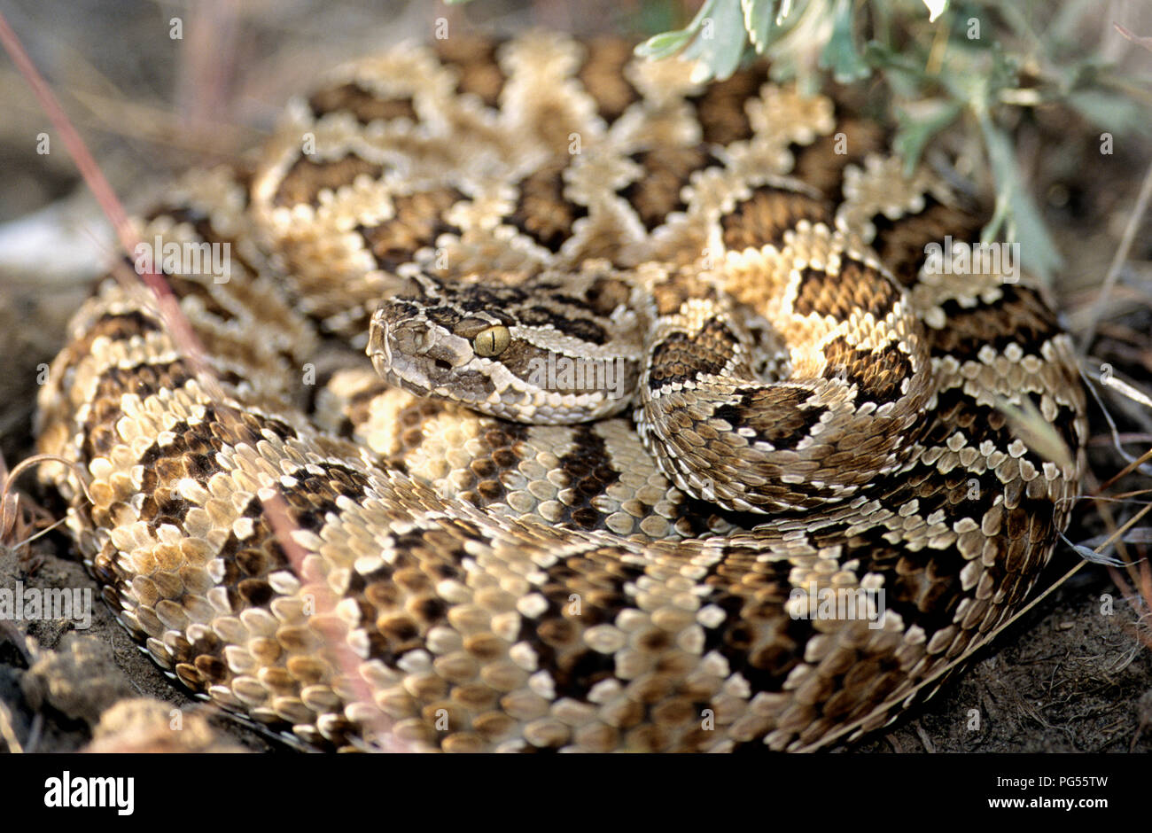 Great Basin rattlesnake (Crotalus oreganus lutosus), SE Oregon Stock Photo