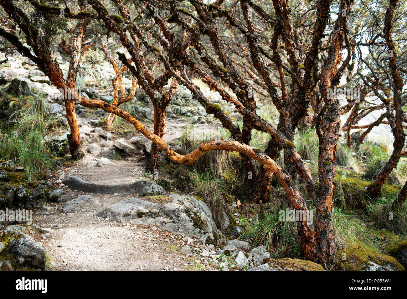 Trail and paperbark trees (Polylepis racemosa) in Huascaran National Park, Cordillera Blanca mountain range, Chakraraju, Ancash Region, Peru. Jul 2018 Stock Photo