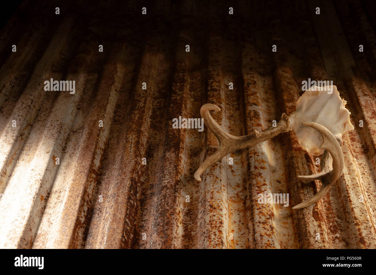 rusted antlers Stock Photo