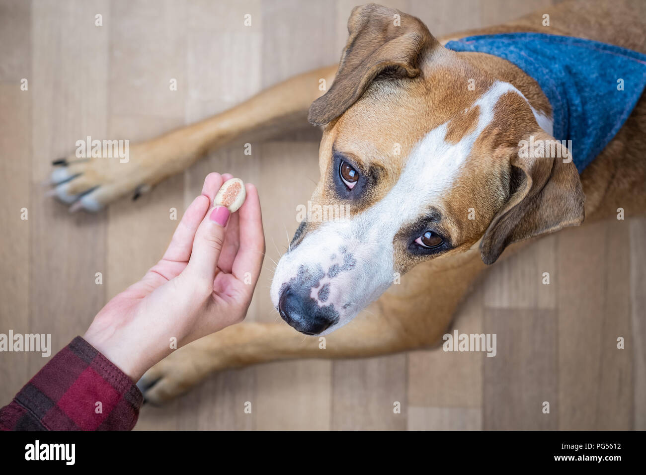 Dog looks up at owner receiving treat from him, top view. Person gives food to a staffordshire terrier puppy in a room Stock Photo