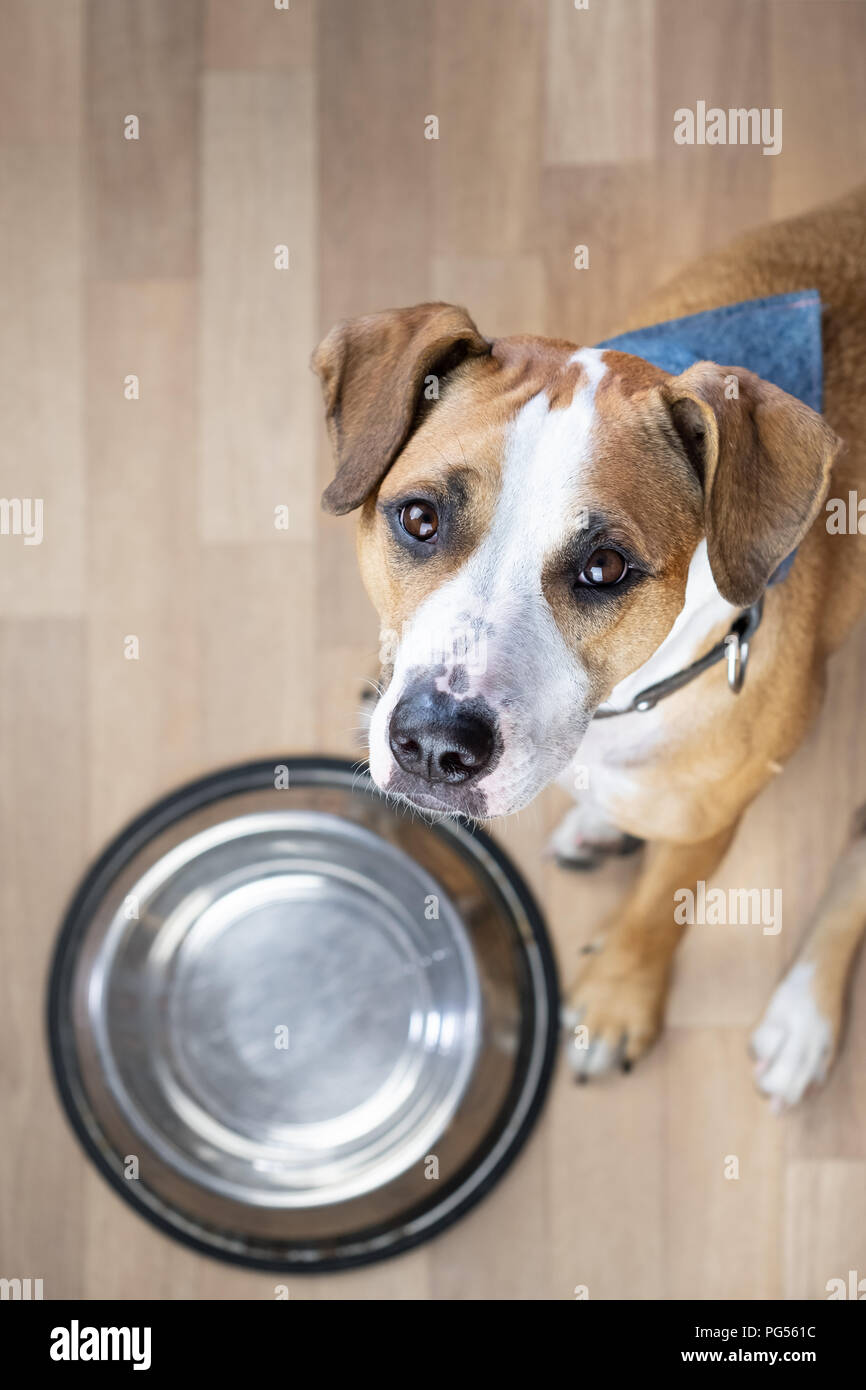 Hungry puppy sits on the floor near empty  food bowl and waits for food. Cute staffordshire terrier dog looking up and begging for treats Stock Photo