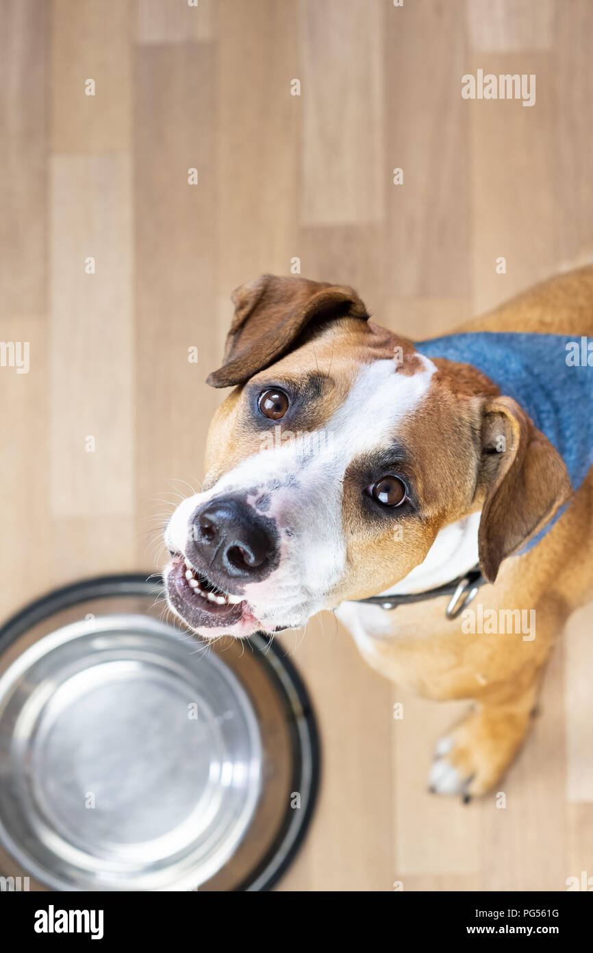 Hungry puppy sits on the floor near empty  food bowl and asks for food. Cute staffordshire terrier dog looking up and waiting for treats Stock Photo