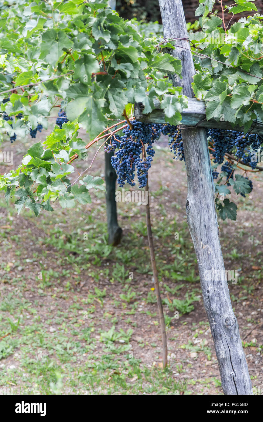 Grape vine with clusters of berries Stock Photo Alamy