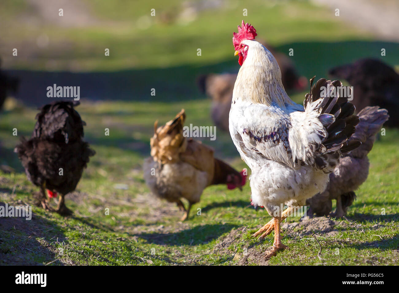 Close-up of big beautiful white well fed rooster proudly guarding flock of hens feeding in green grass on bright sunny day on blurred background. Farm Stock Photo