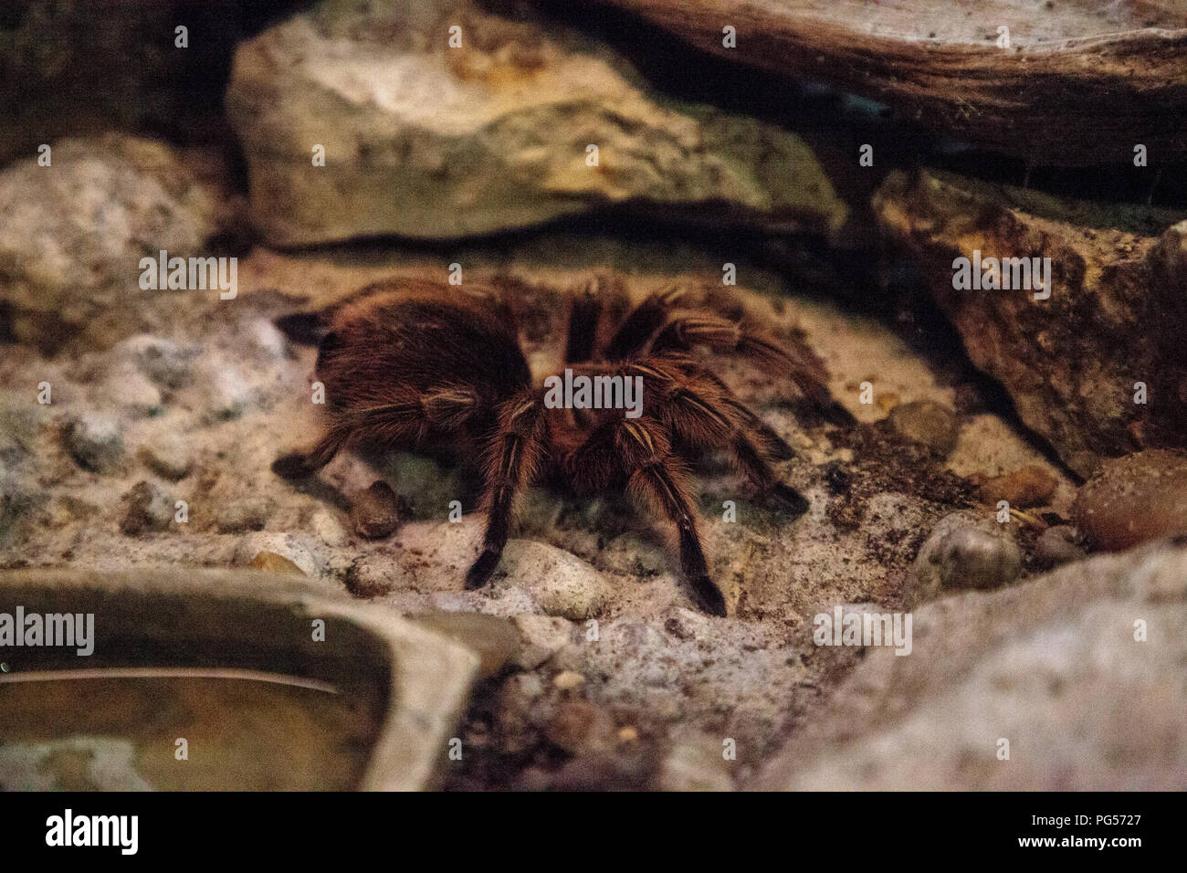 Rose hair tarantula spider Grammostola rosea perches on a rock Stock ...