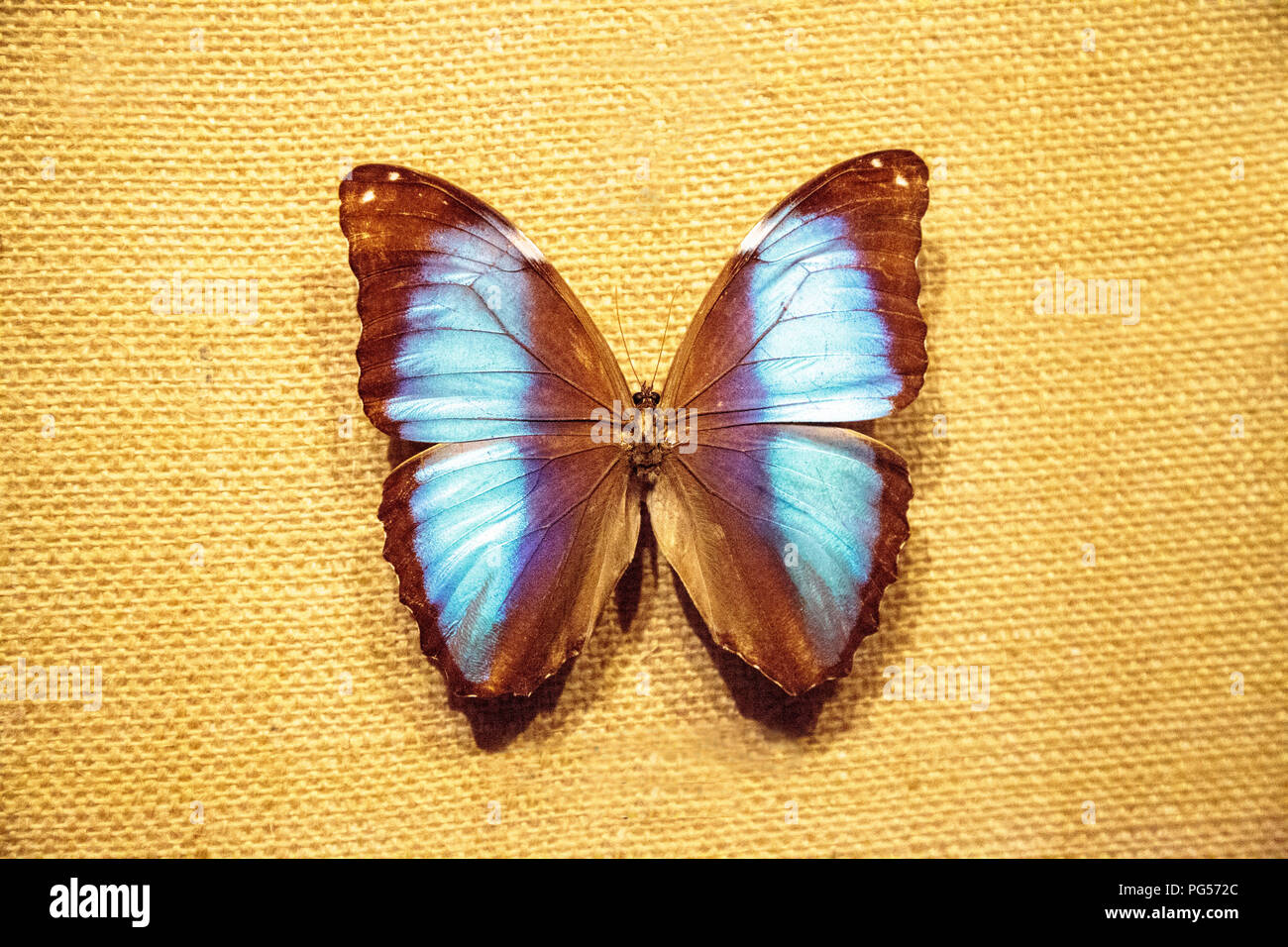 Scarce morpho butterfly Morpho deidamia pinned on a fabric board as a ...