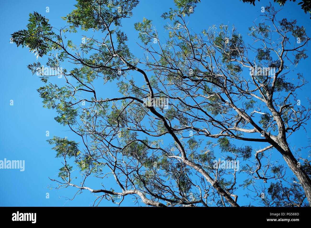 Branches Of Trees Against The Blue Sky Stock Photo - Alamy