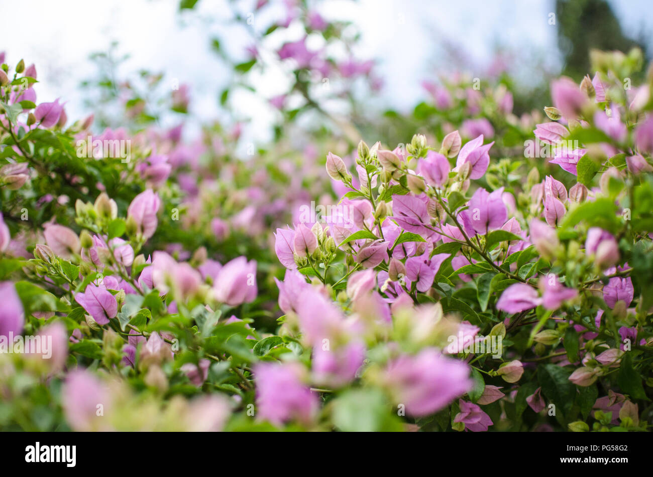 blooming purple flowers background Stock Photo - Alamy