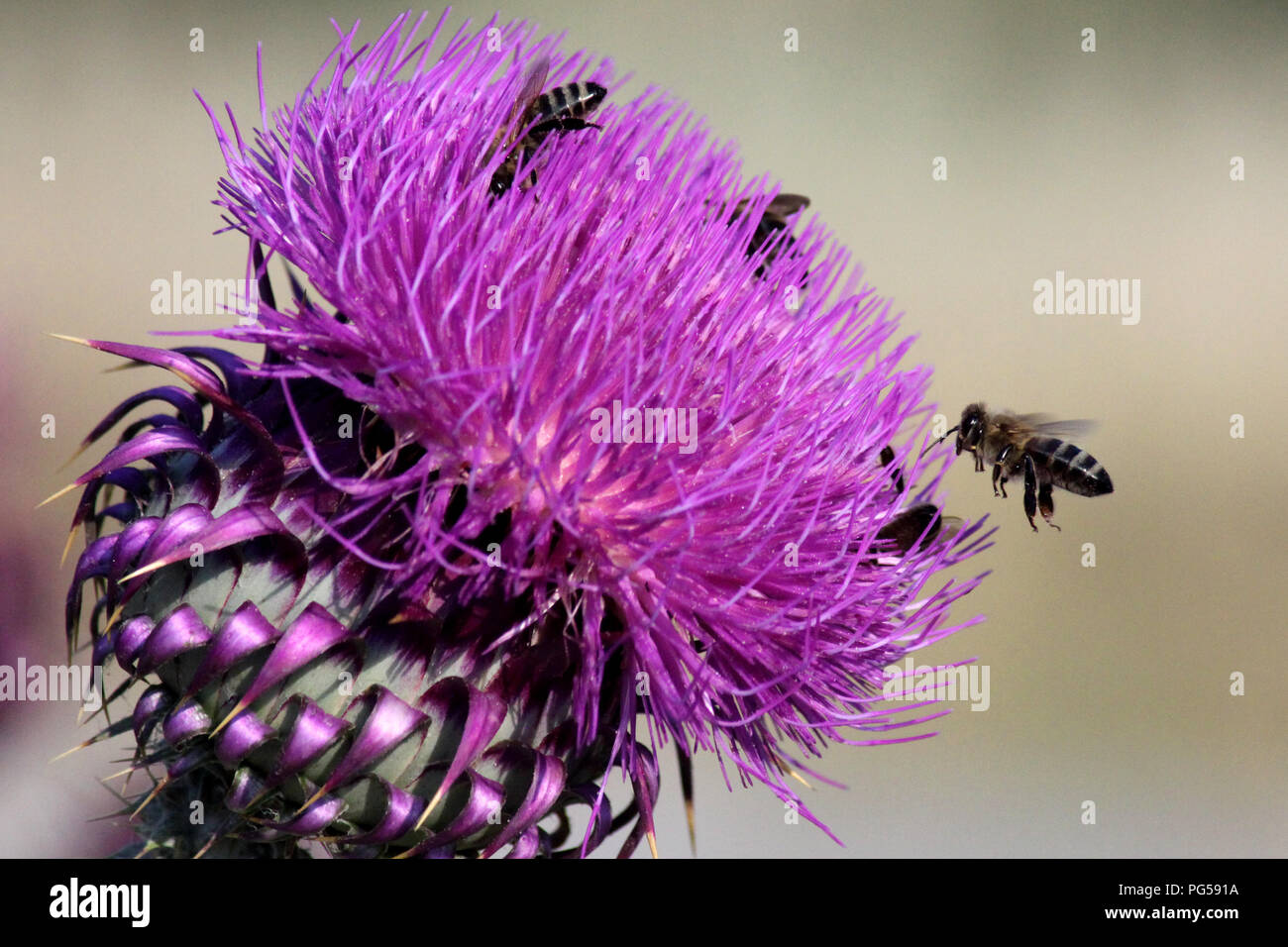 Worker bees on wild flower of milk thistle silybum marianum Stock Photo